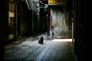 路地の黒猫